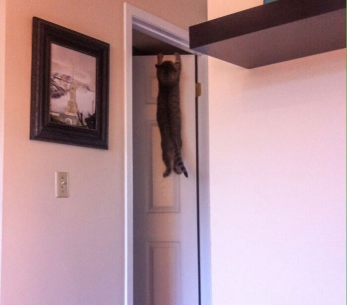 My Wife Just Texted Me This Picture Of Our Cat From Her Potato Phone