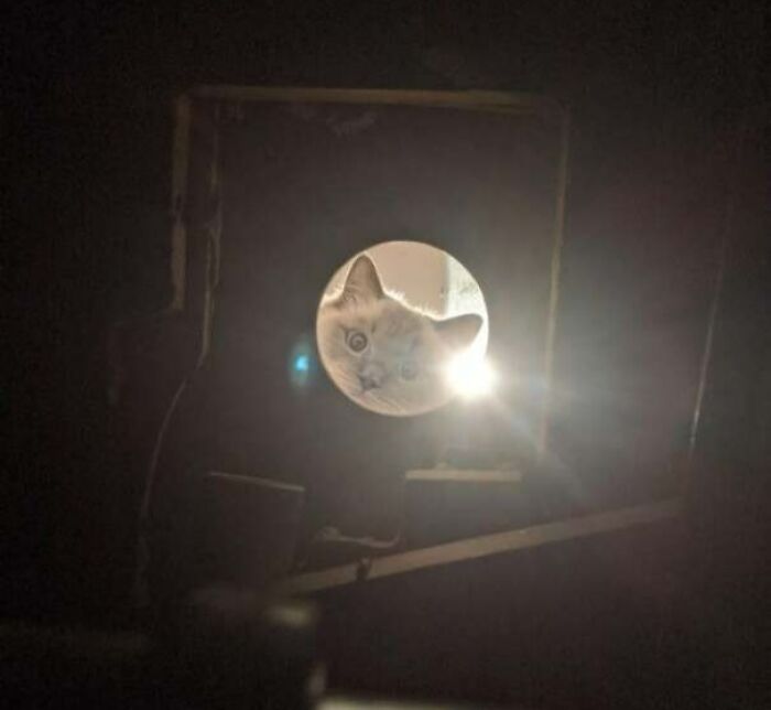 I'm A Plumber Working In A Ceiling Void Under A Leaking Shower And I Have Been Greeted By A Curious Kitty