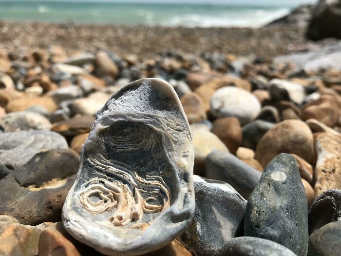 The Fossil In This Shell Looks Like A Van Gogh Painting