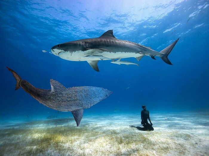 Underwater diver observes two sharks swimming, capturing aquatic beauty.