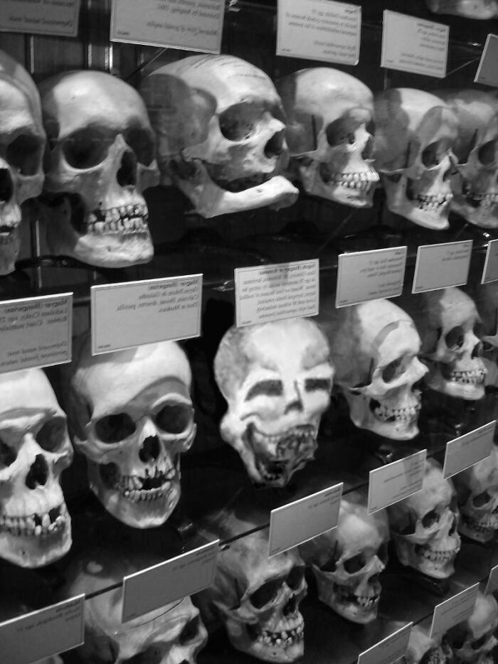 A display of skulls in a museum, highlighting terrible tattoos as a theme from an online group discussion.