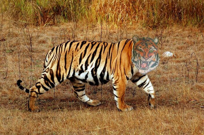 The Greatest Of The Big Cats