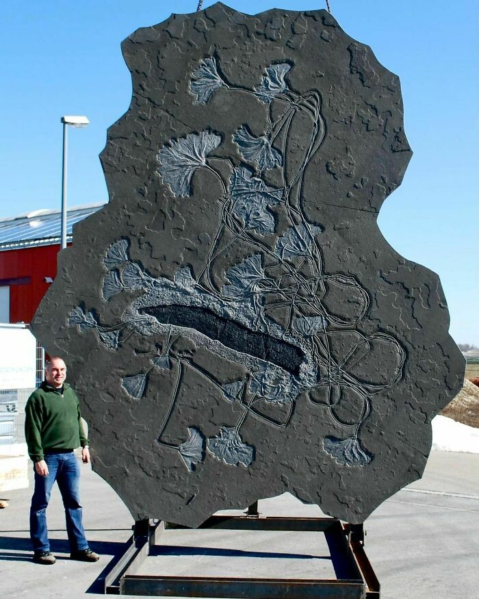 Large metal sculpture of detailed plant fossil design displayed outdoors with a man standing beside it, nature metal artwork.