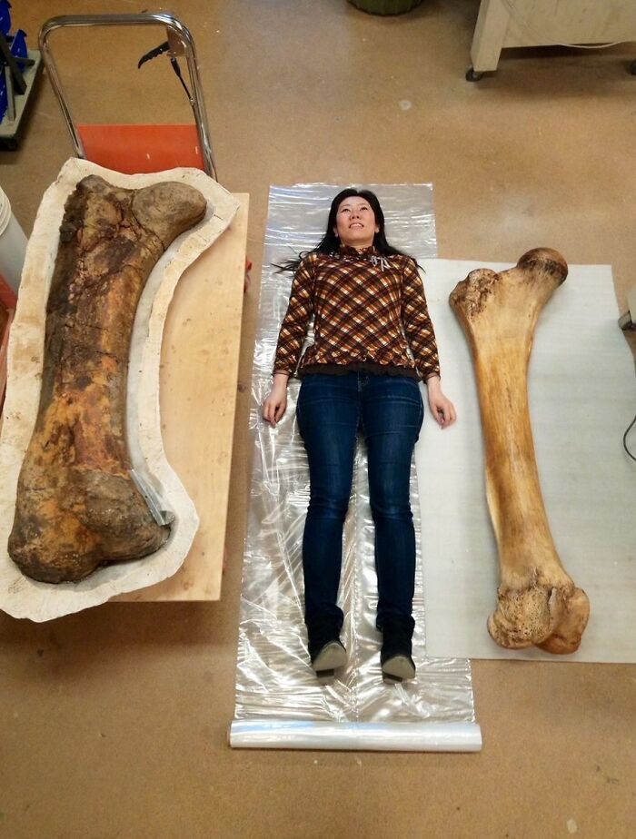 Woman lying on the floor between two enormous prehistoric bones showing the scale of nature was metal.