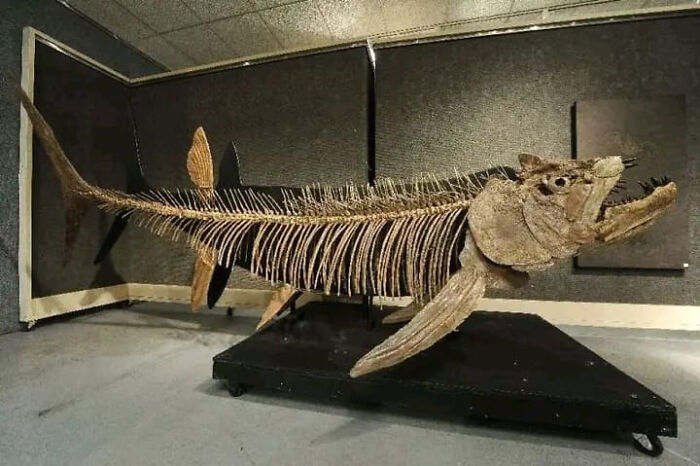 Fossilized skeleton of a prehistoric fish displayed indoors, showcasing nature was metal in this striking arrangement.
