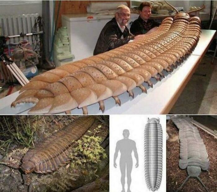 Giant segmented millipede comparison with human and model showcasing nature was metal creature.
