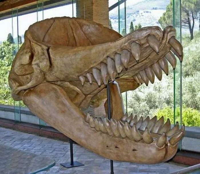 The Levyatan Was A Whale, An Apex Predator, And A Competitor Of The Megalodon. The Skull Is 3 Meters, The Largest Teeth Are 36 Cm Each - These Are The Largest Among Animals