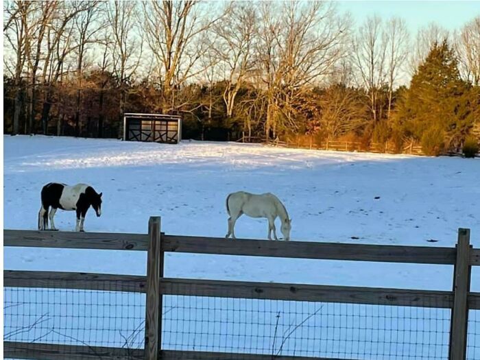 What Why Are They So Tiny!?
