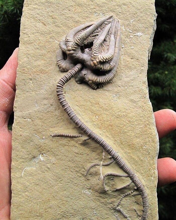 Fossilized sea creature with long segmented arms embedded in a rock, showcasing nature was metal.