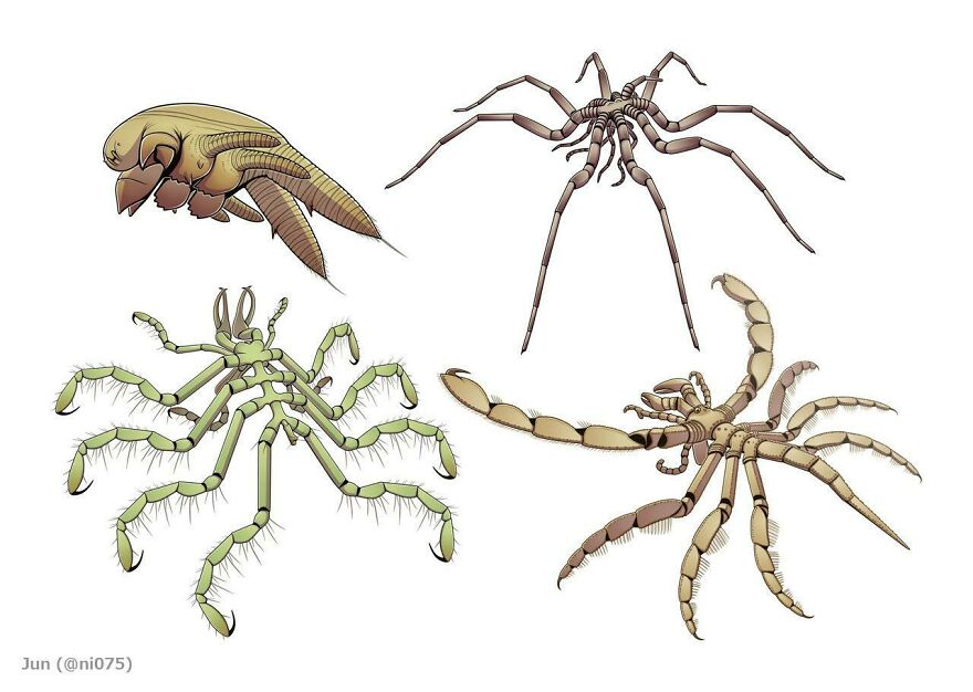 A Bunch Of Palaeozoic Pycnogonids (Art By Jun075) A Bunch Of Palaeozoic Pycnogonids (Art By Jun075)