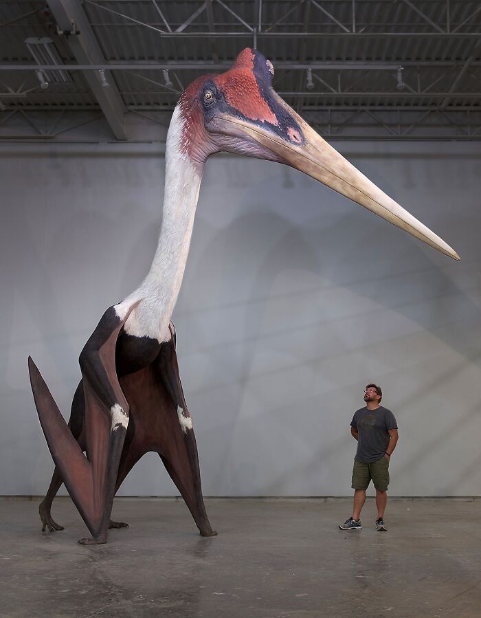 Man standing next to a giant pterosaur model showcasing the stunning and metal aspects of nature creativity.