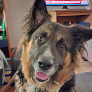 pamelarobison avatar