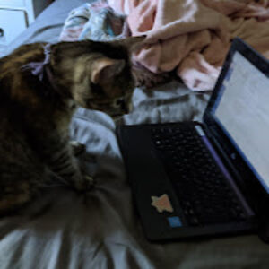 catonacomputer avatar