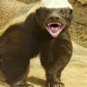 martinclarkdukegonzo avatar