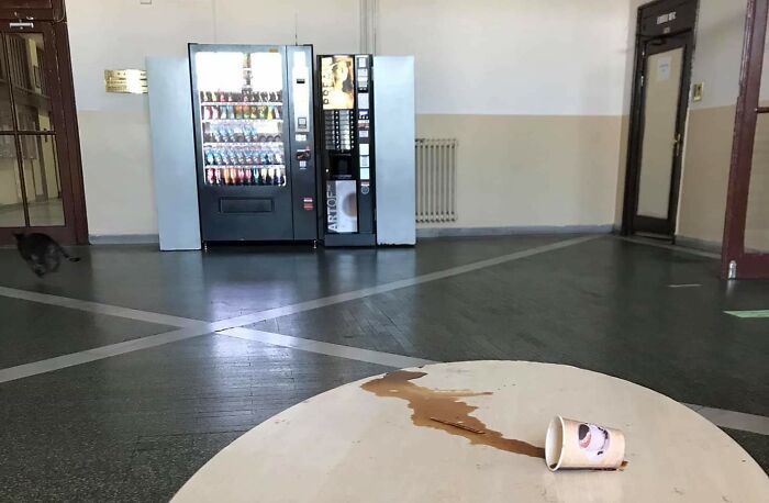 Funny-Blurry-Pictures-Of-Cats