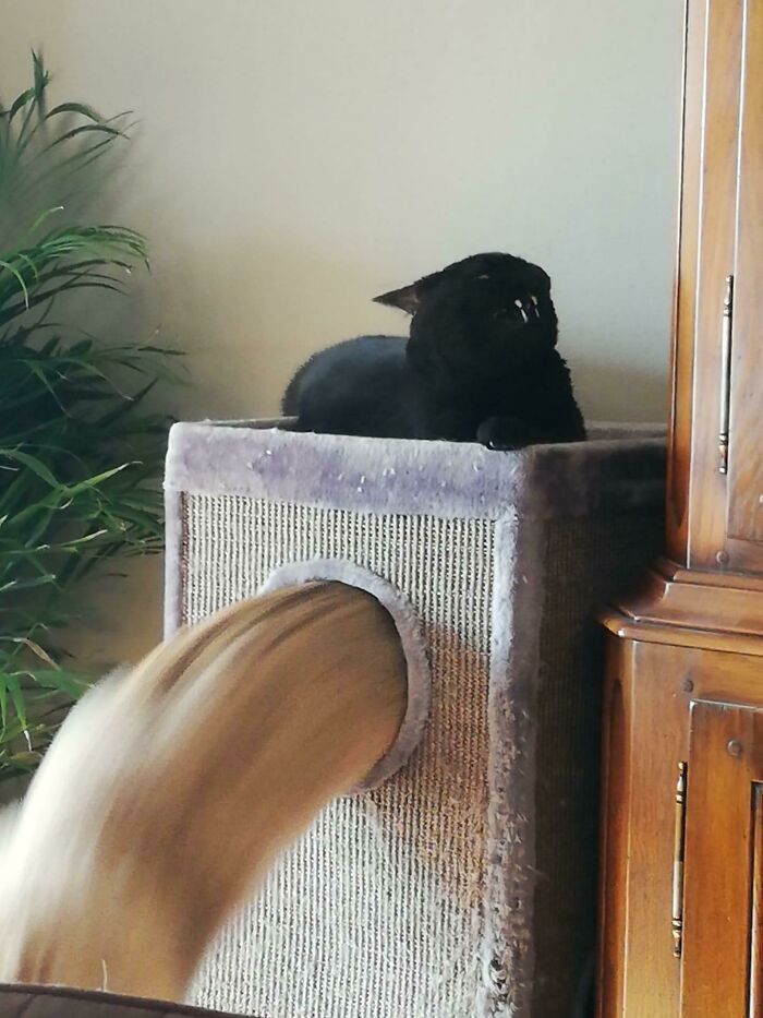 Funny-Blurry-Pictures-Of-Cats