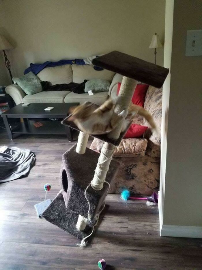 Funny-Blurry-Pictures-Of-Cats