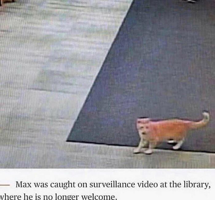 Funny-Blurry-Pictures-Of-Cats