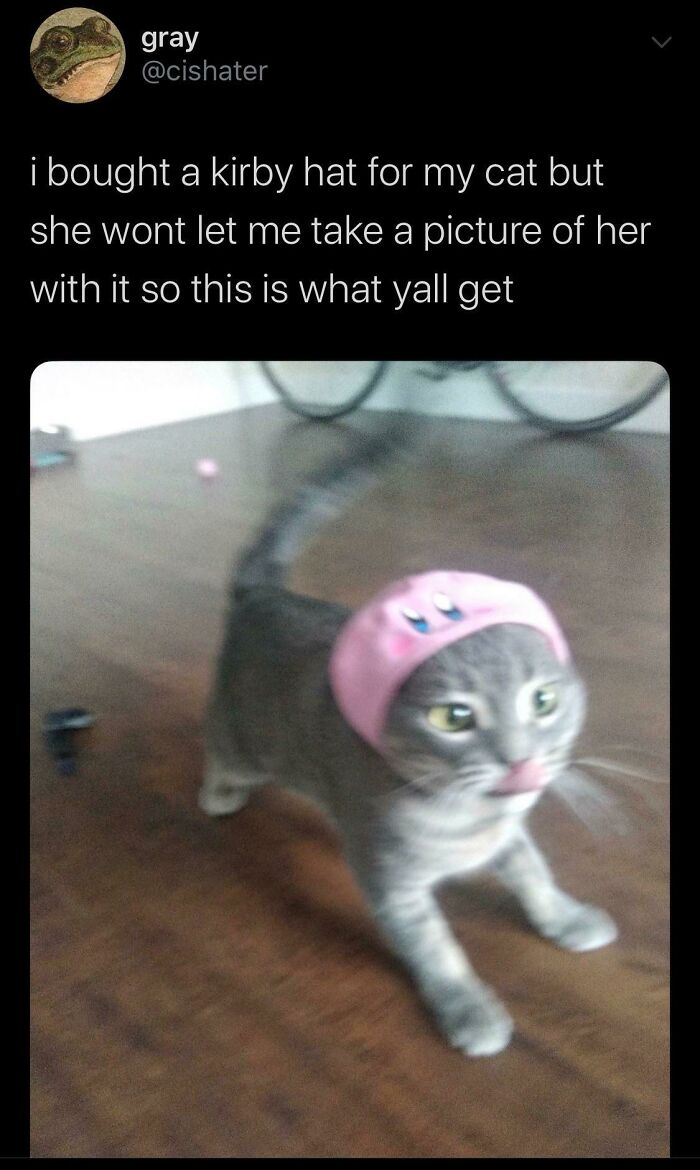 Funny-Blurry-Pictures-Of-Cats