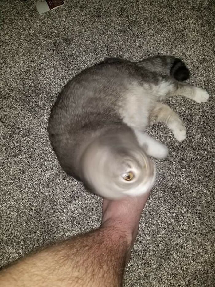 Funny-Blurry-Pictures-Of-Cats