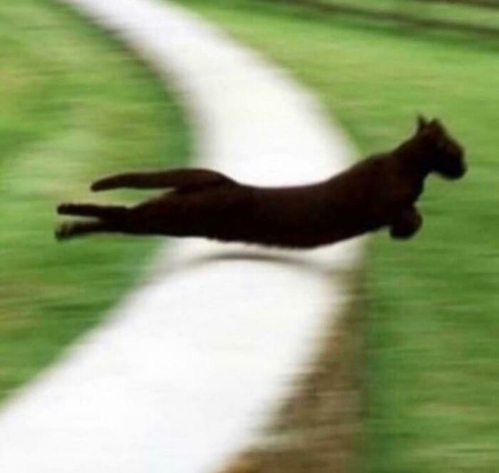 Funny-Blurry-Pictures-Of-Cats