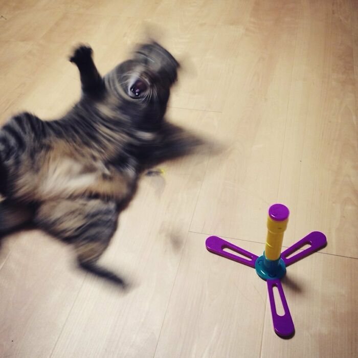 Funny-Blurry-Pictures-Of-Cats