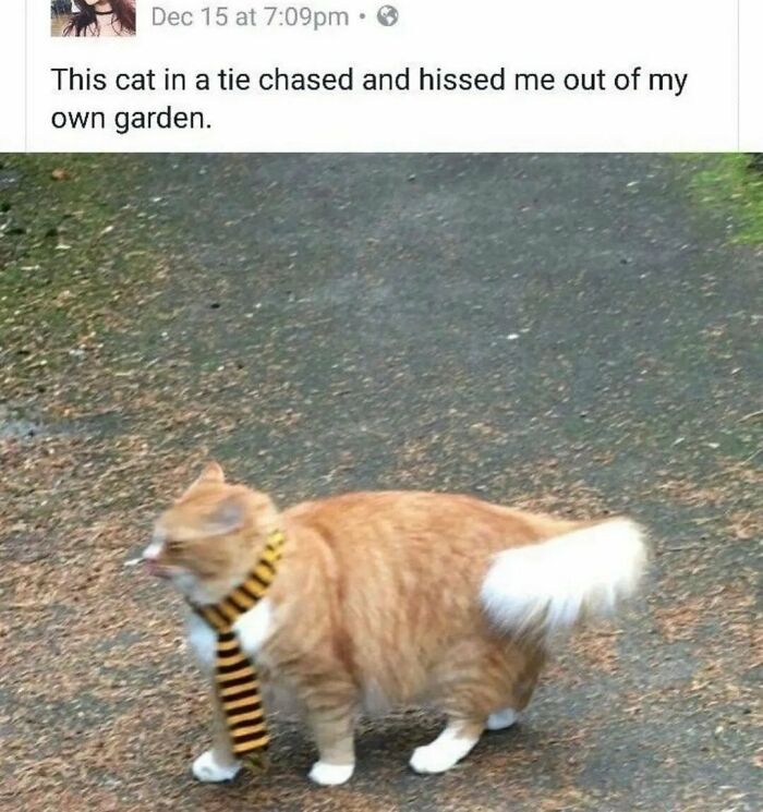 Funny-Blurry-Pictures-Of-Cats