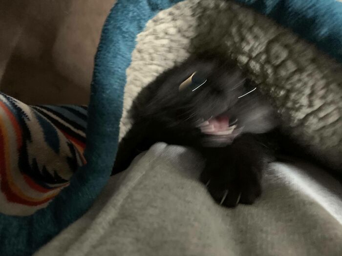 Funny-Blurry-Pictures-Of-Cats