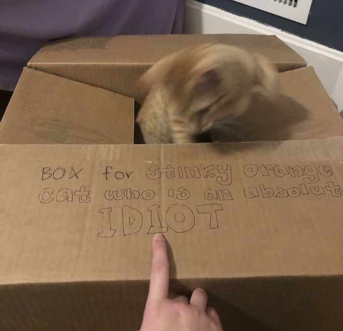 Funny-Blurry-Pictures-Of-Cats