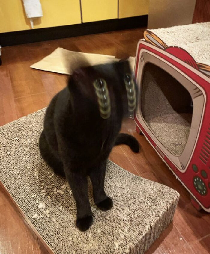 Funny-Blurry-Pictures-Of-Cats