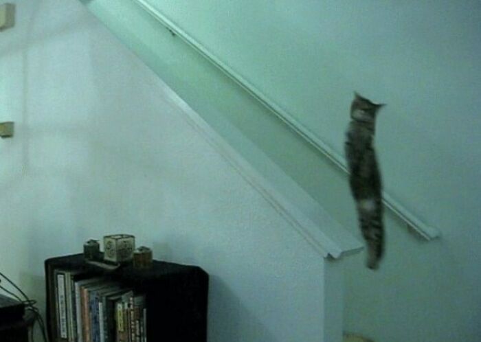 Funny-Blurry-Pictures-Of-Cats