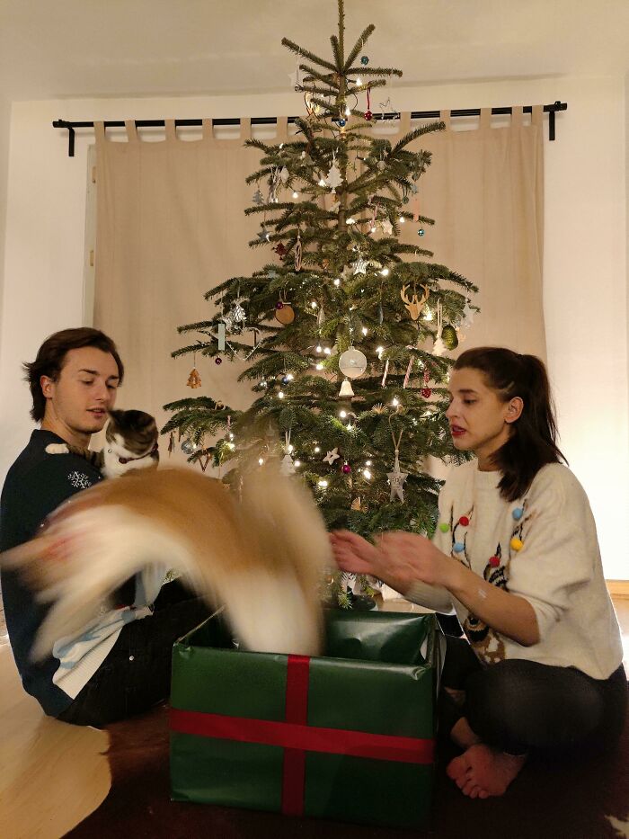 Funny-Blurry-Pictures-Of-Cats