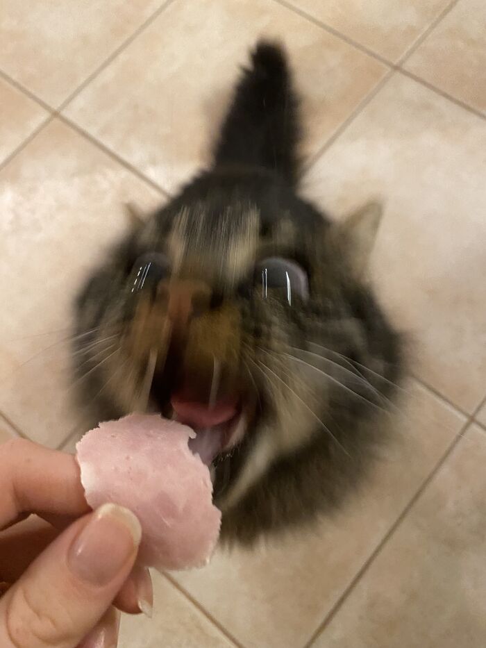 Funny-Blurry-Pictures-Of-Cats