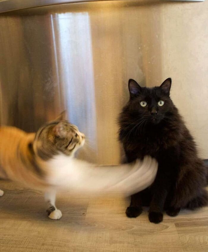 Funny-Blurry-Pictures-Of-Cats