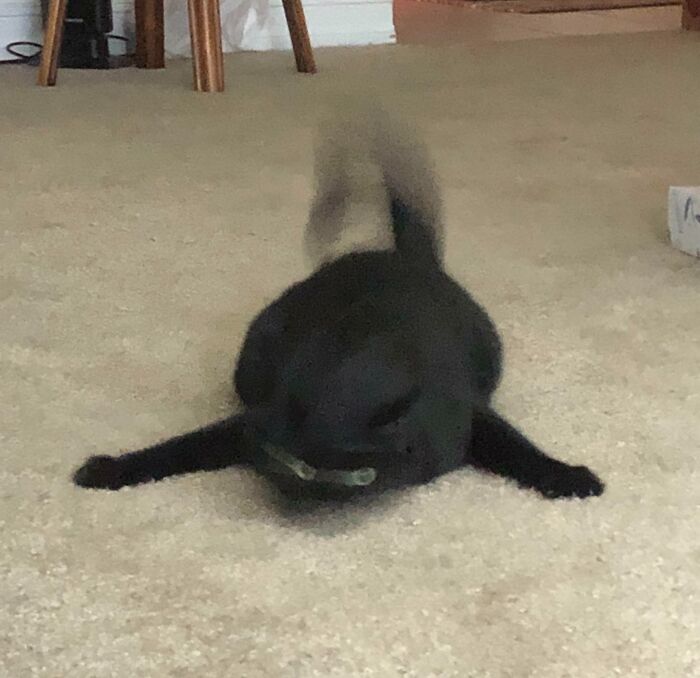 Funny-Blurry-Pictures-Of-Cats