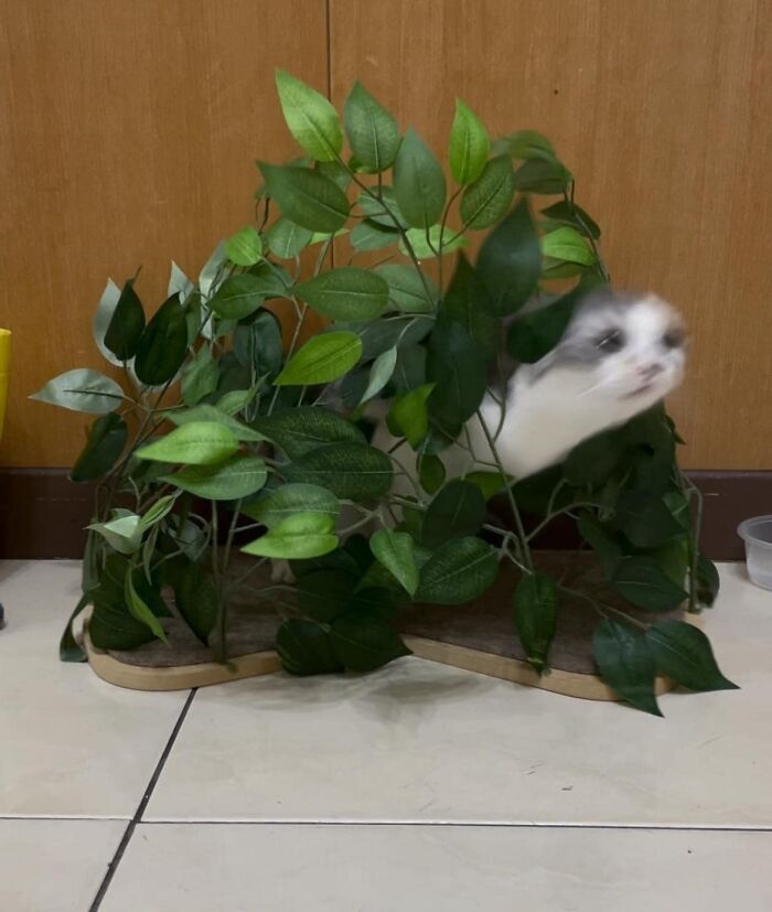 Funny-Blurry-Pictures-Of-Cats