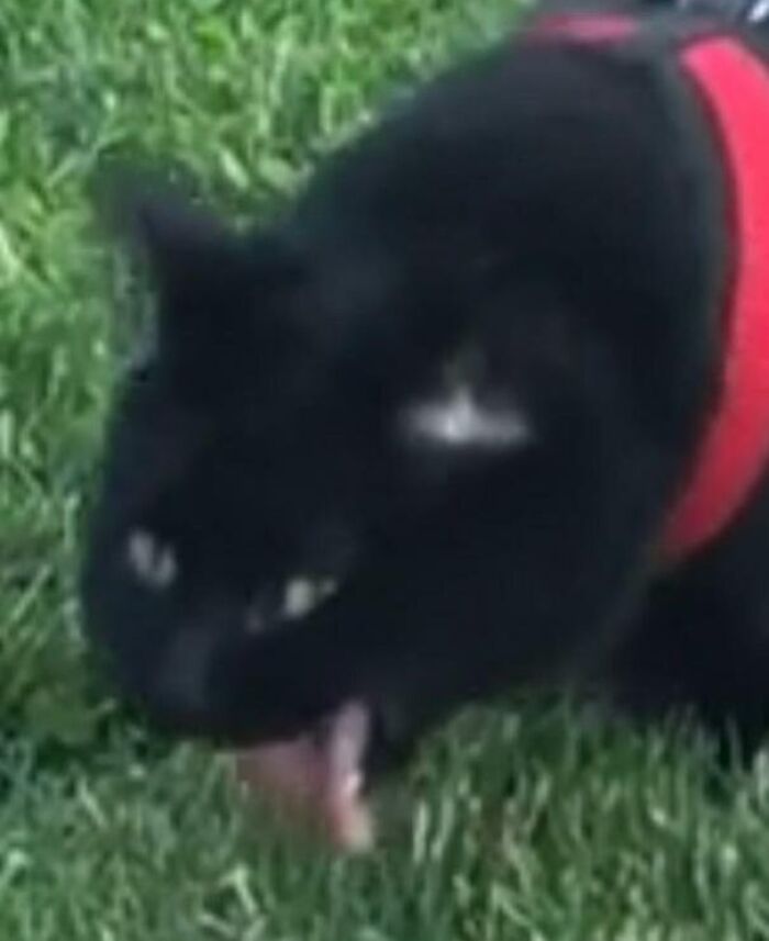 Funny-Blurry-Pictures-Of-Cats