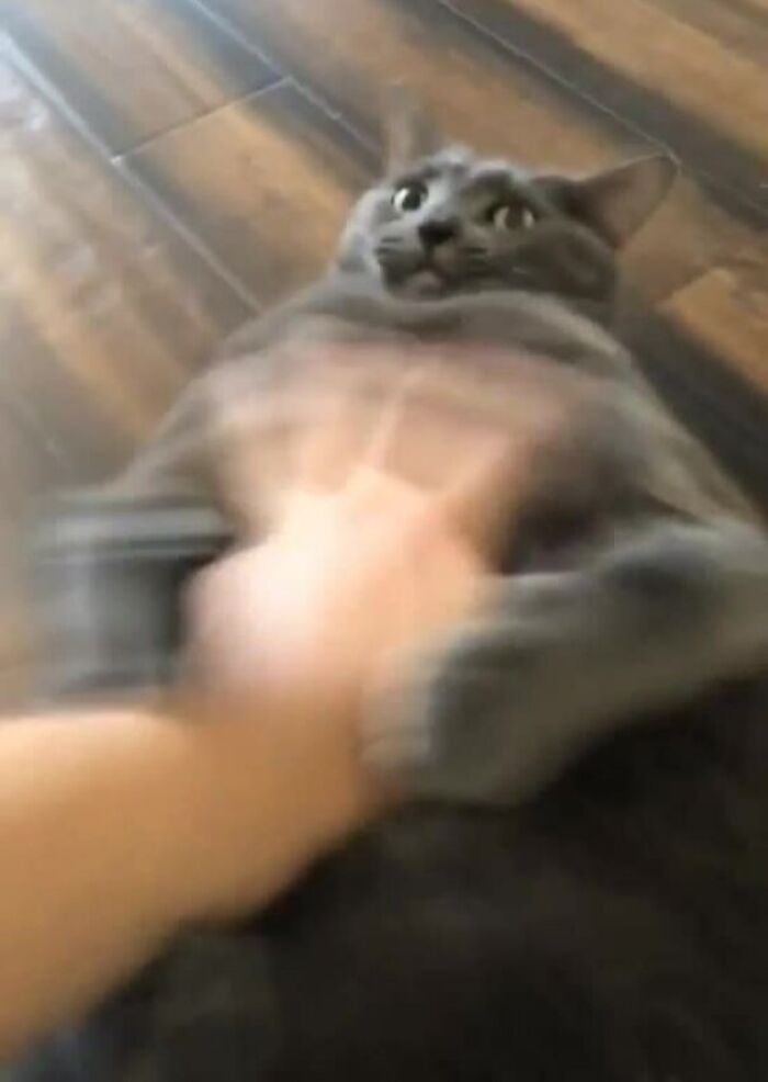 Funny-Blurry-Pictures-Of-Cats