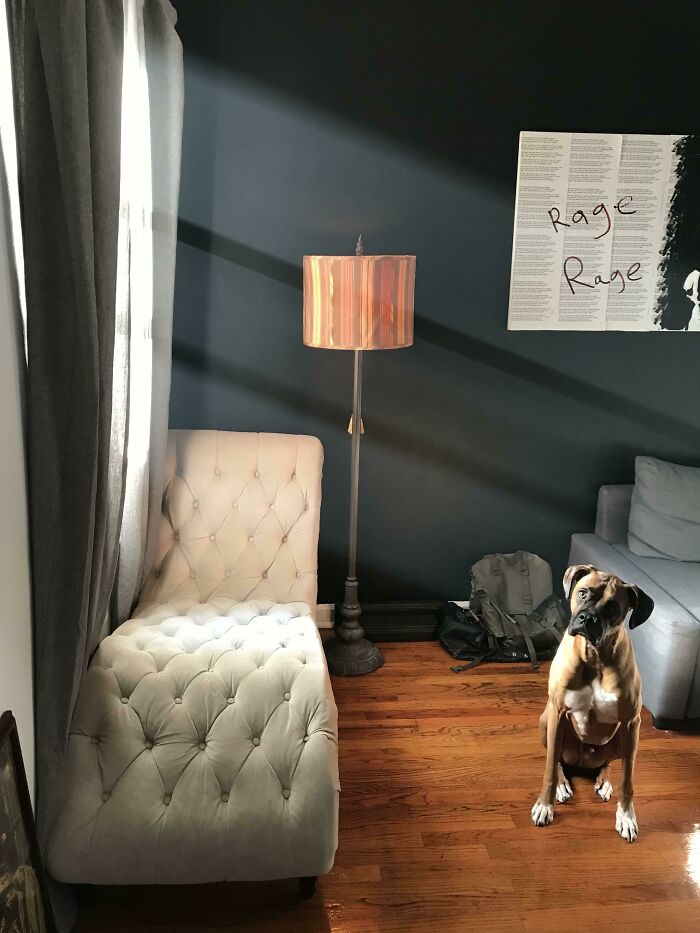 Esta foto que le saqué a mi perro con mi teléfono celular parece hecha en Photoshop 