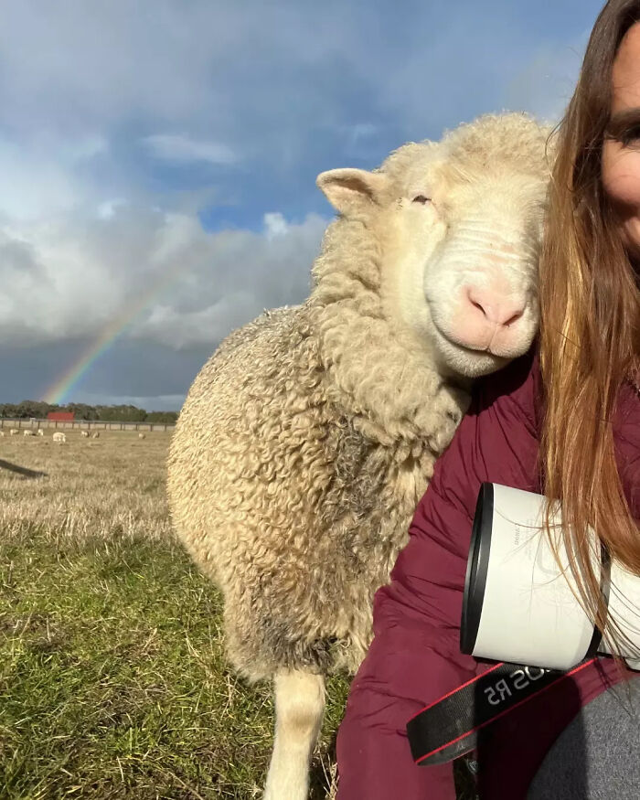 Sheep nuzzling a person in a field with a rainbow, one of the adorable animals that might brighten up your day.