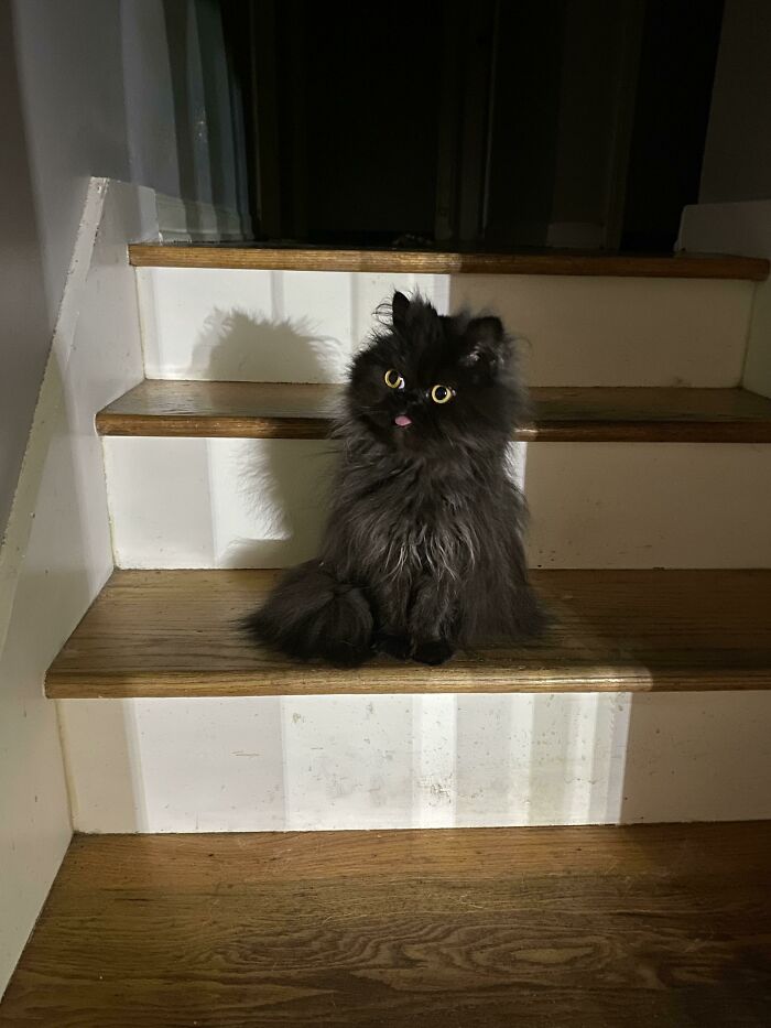  Tenía la sensación de que alguien me miraba así que lo chequeé y vi que esta criatura me observaba desde la otra punta de la habitación