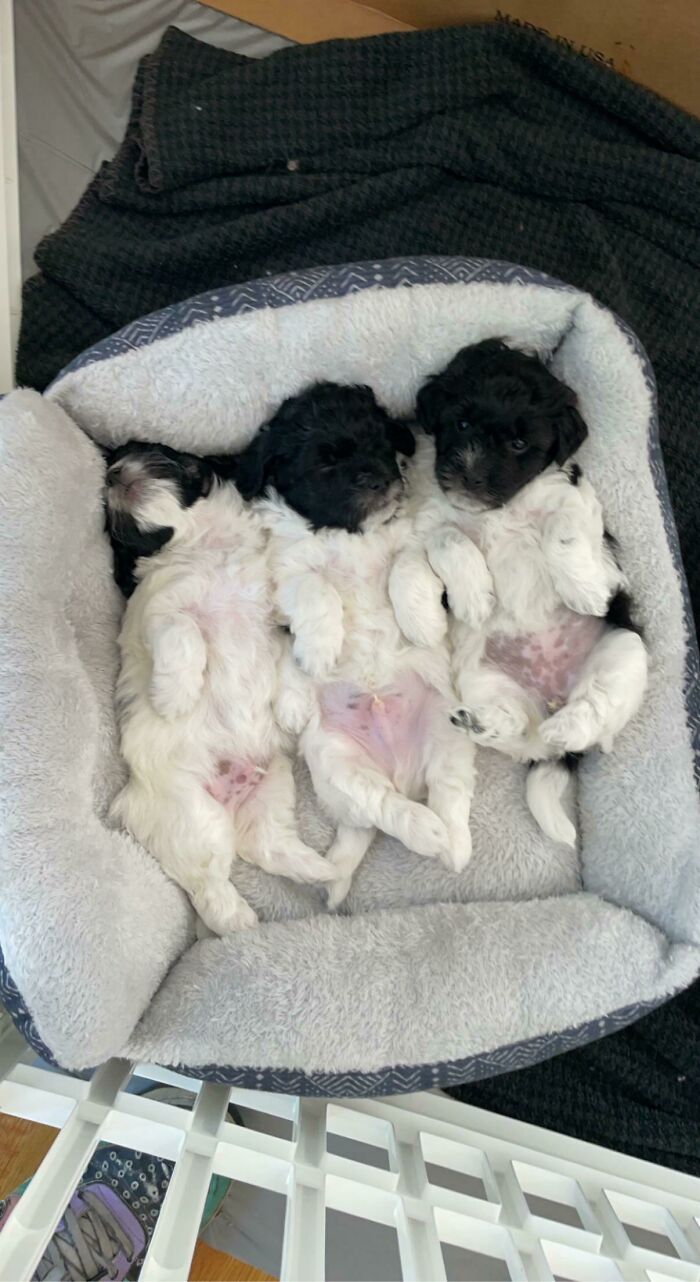 Three cutest dogs ever puppies sleeping on their backs in a cozy dog bed, showing their fluffy white and black fur.