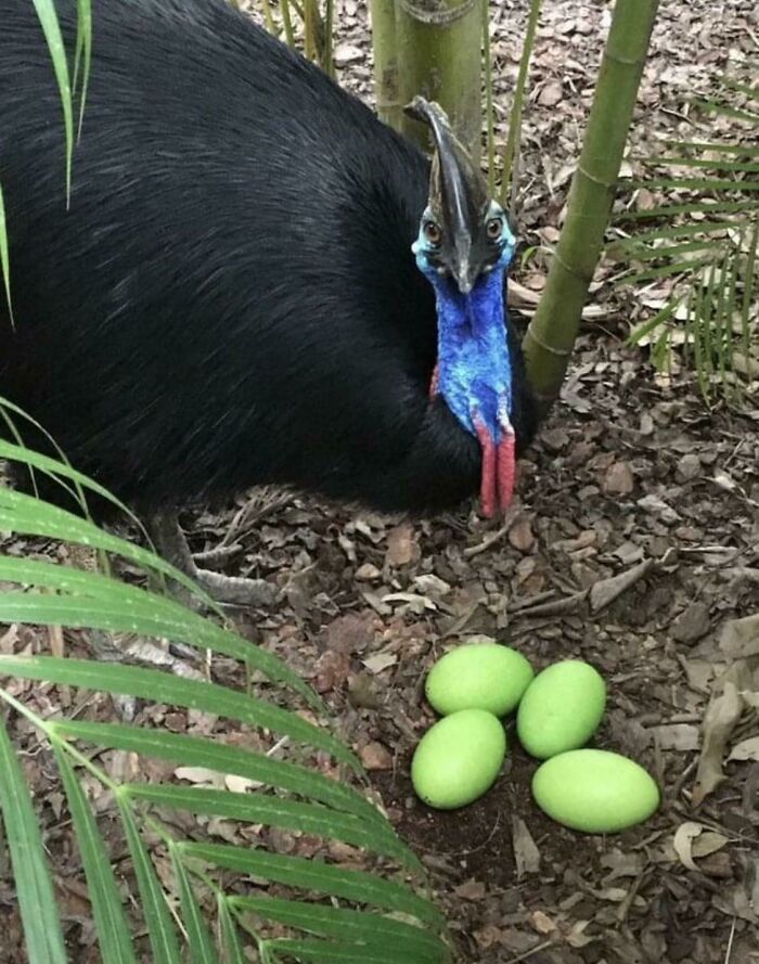 Cassowary bird with bright blue and red neck standing beside four vibrant green eggs among leaves and soil in natural habitat, adorable animal pics.