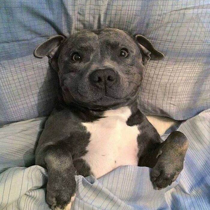 Cute gray and white dog lying comfortably on a bed, showcasing one of the cutest dogs ever in a cozy setting.