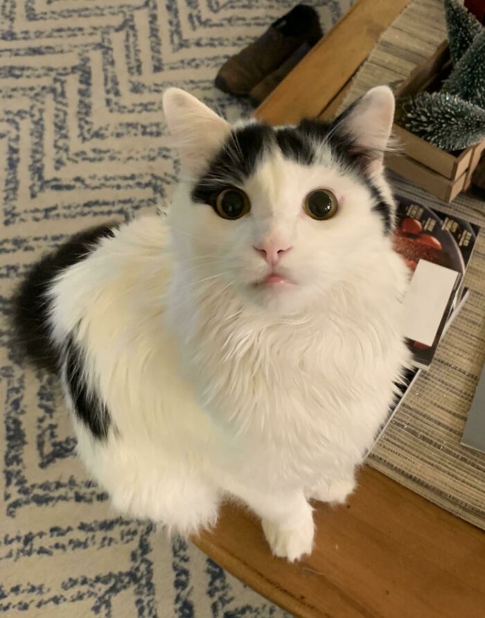 Este es Comet y creo que, por fin, tomé una foto perfecta de él