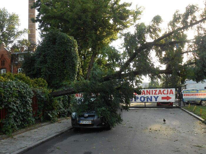 Tree Stopped By Fence Inches From The Roof Of The Car, It Was Unscathed And Parked In Same Spot Next Day