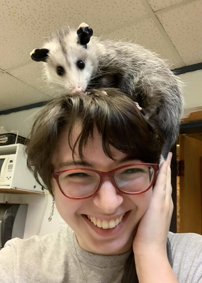 Person smiling with a small opossum perched on their head, showcasing adorable animal pics that brighten the mood.