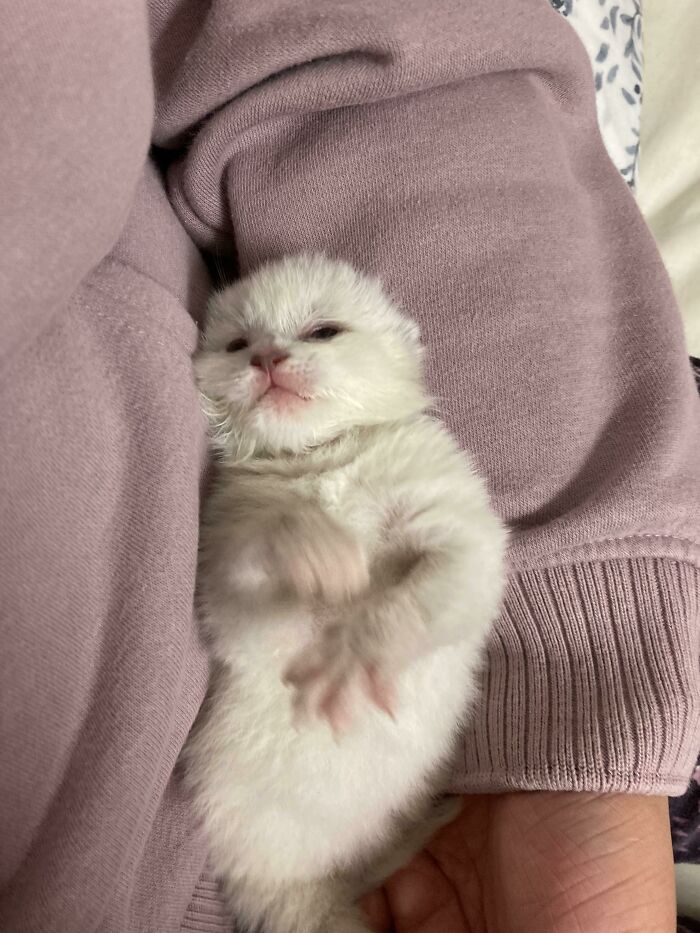 Newborn Kitten Found In My Back Garden