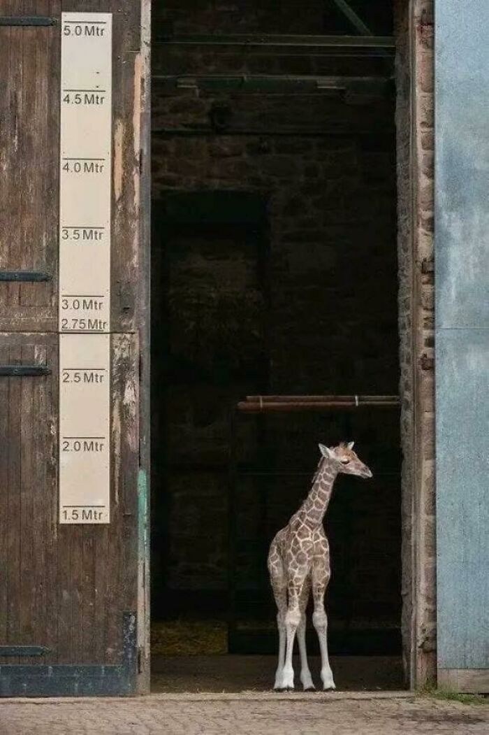 Baby giraffe standing in a doorway next to height measurements, adorable animal pic to brighten your mood.