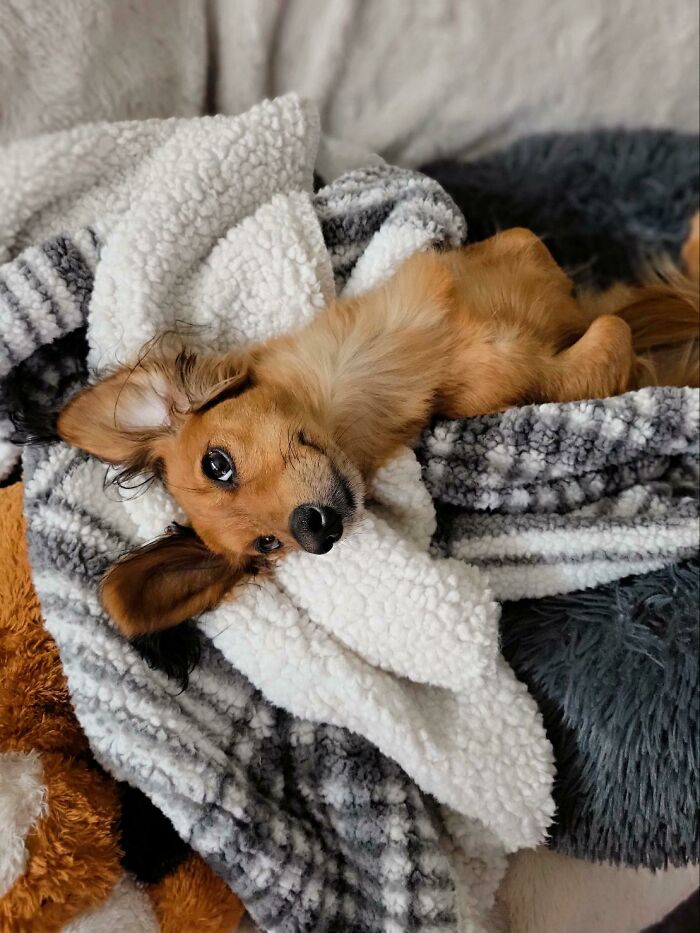Small brown dog lying on a cozy fluffy blanket, showcasing one of the cutest dogs ever in a relaxed pose.